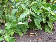 По садам и замкам большой компанией или какими могут быть парки