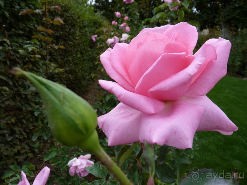 По садам и замкам большой компанией или какими могут быть парки