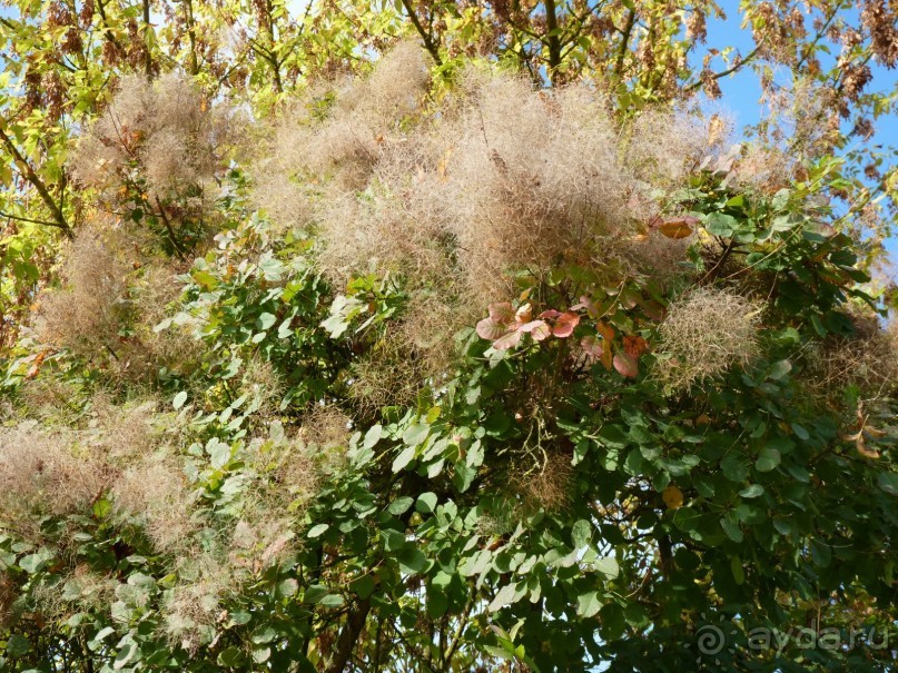 По садам и замкам большой компанией или какими могут быть парки