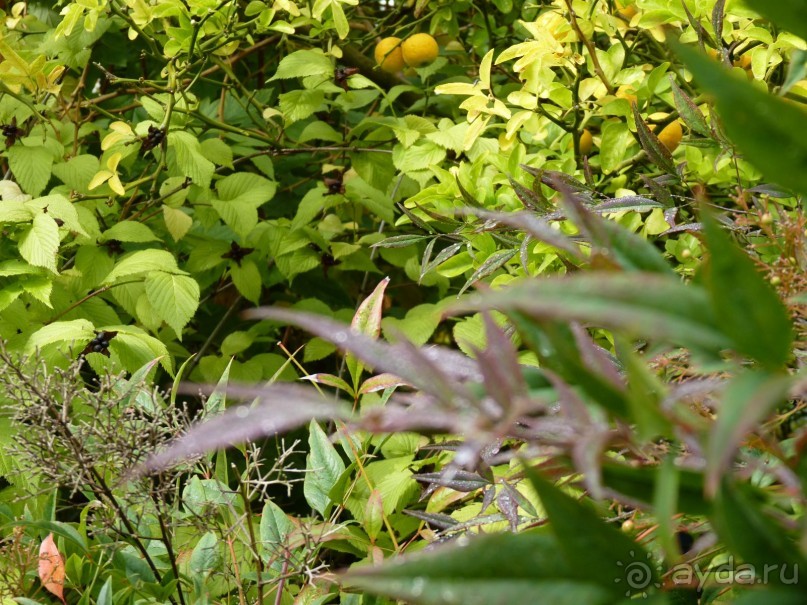 По садам и замкам большой компанией или какими могут быть парки