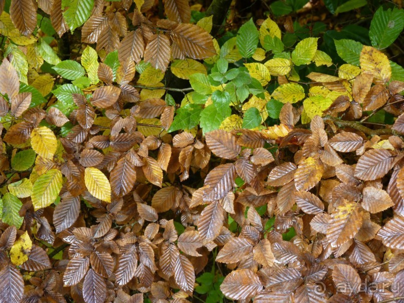 По садам и замкам большой компанией или какими могут быть парки