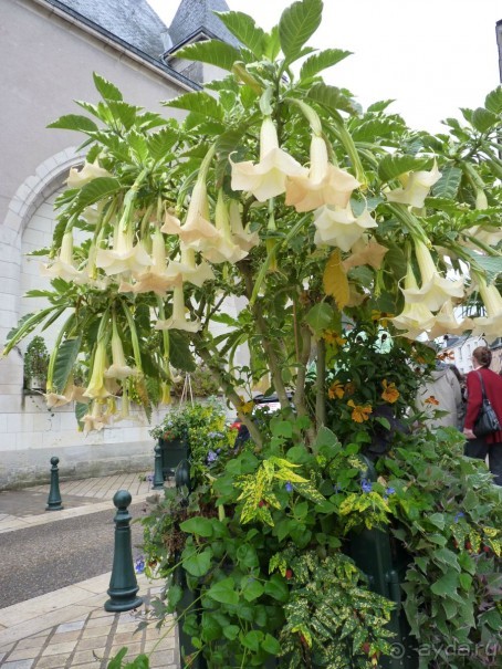 По садам и замкам большой компанией или какими могут быть парки
