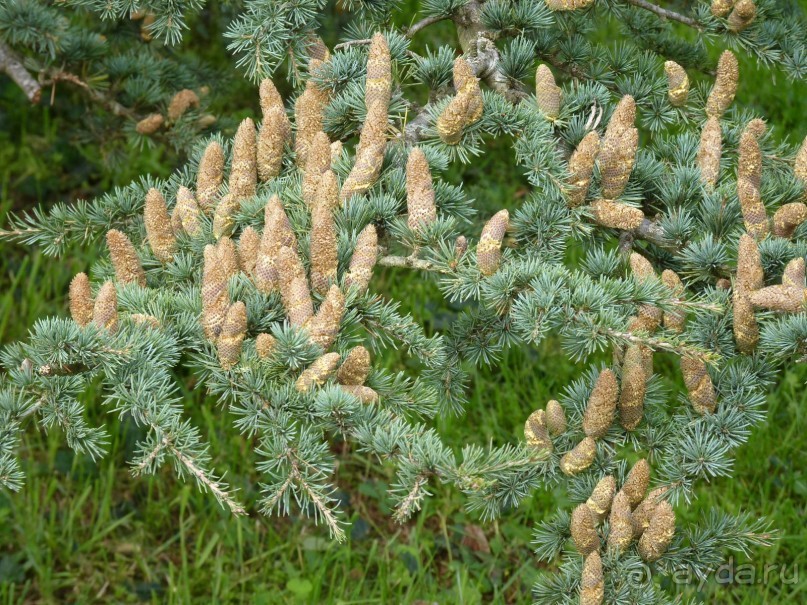 По садам и замкам большой компанией или какими могут быть парки