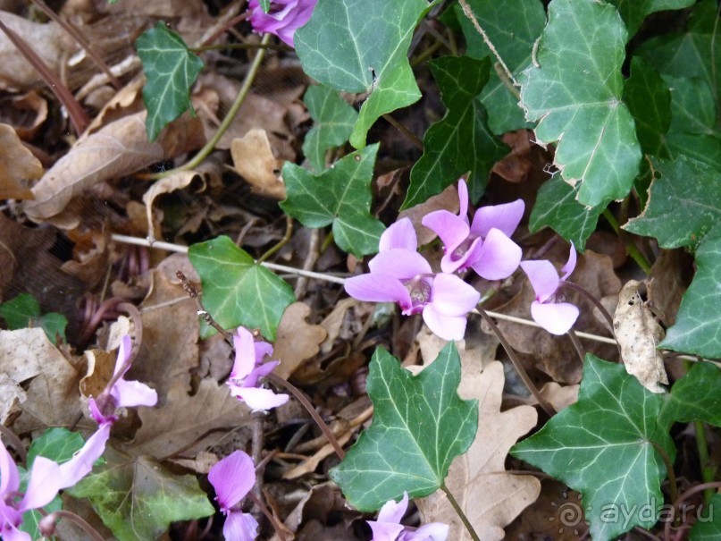 По садам и замкам большой компанией или какими могут быть парки