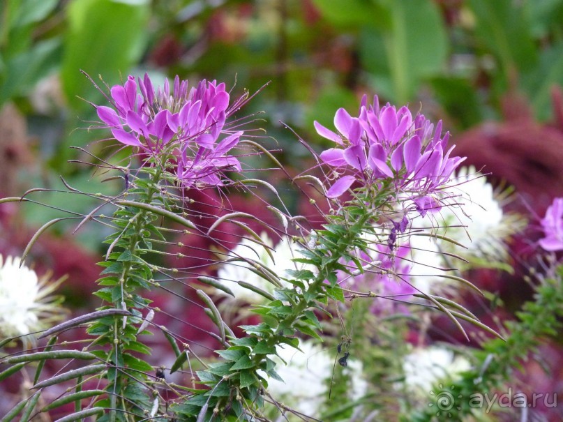 По садам и замкам большой компанией или какими могут быть парки