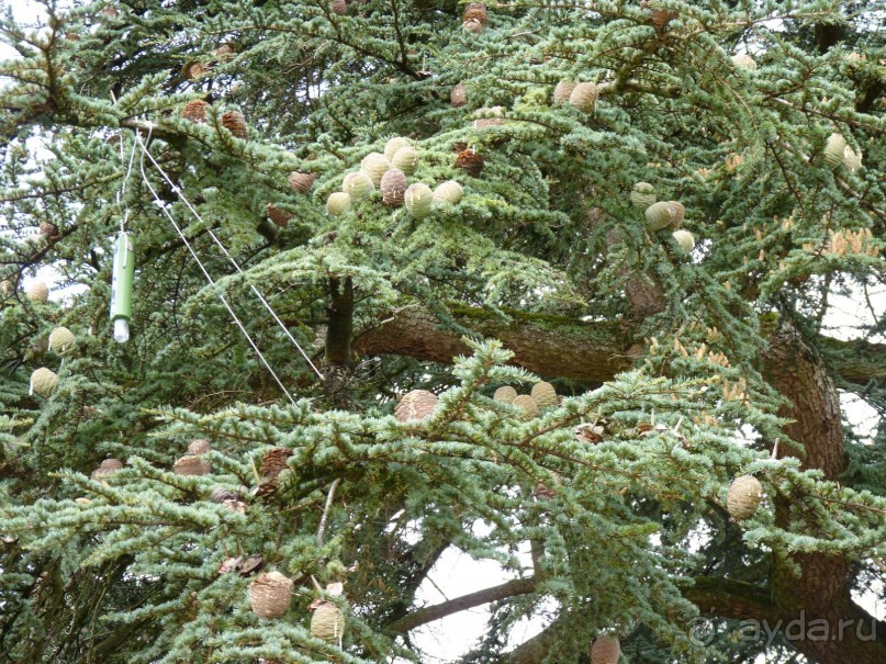 По садам и замкам большой компанией или какими могут быть парки