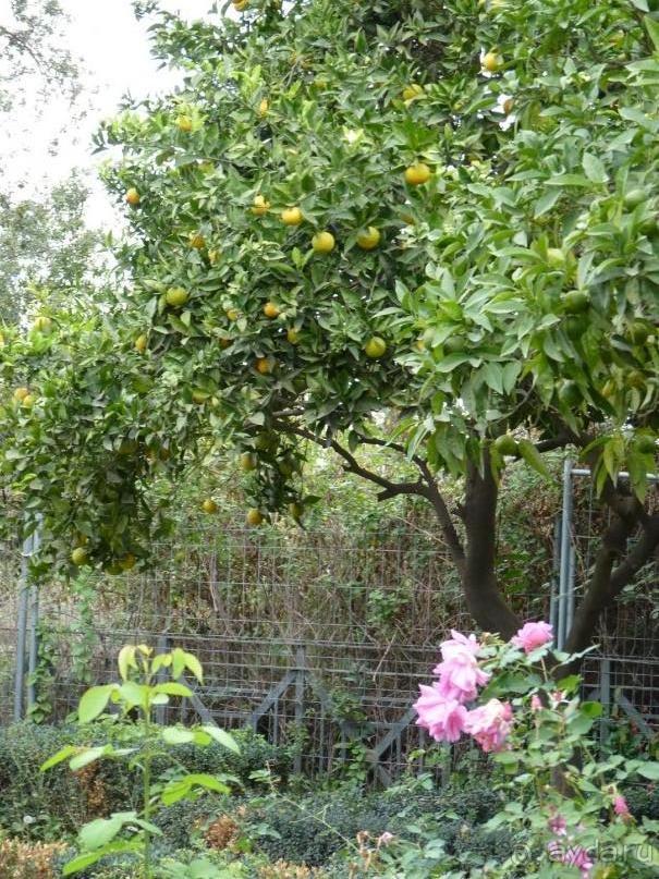 Путешествие перед Рождеством, на поезде из Москвы в Рим и далее с остановками....  четыре дня в Риме