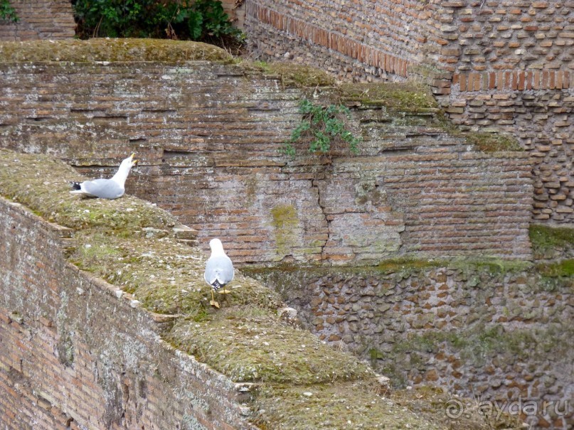 Путешествие перед Рождеством, на поезде из Москвы в Рим и далее с остановками....  четыре дня в Риме