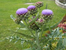 По Садам и Замкам большой компанией