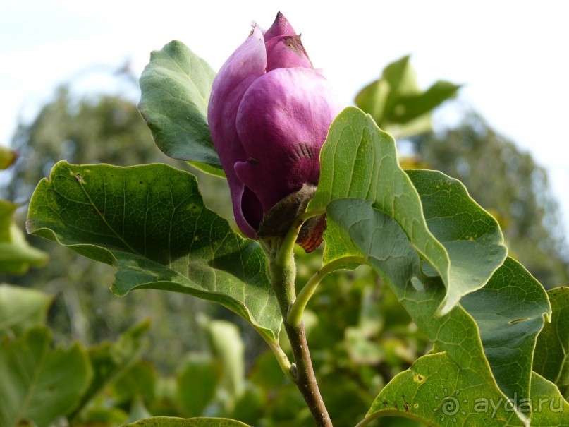 По Садам и Замкам большой компанией
