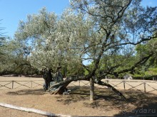 Бриуны! А что это за штучка....