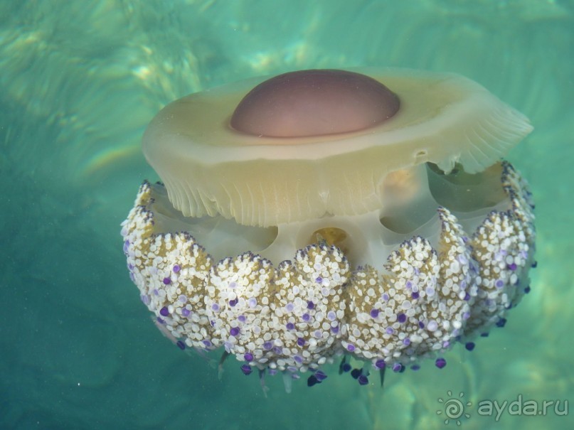 Бриуны! А что это за штучка....