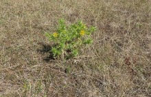 Бриуны! А что это за штучка....