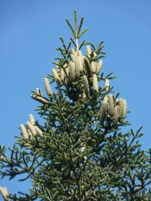 Бриуны! А что это за штучка....