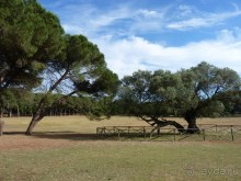 Бриуны! А что это за штучка....