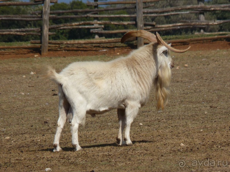 Бриуны! А что это за штучка....