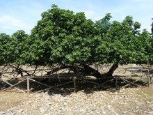 Бриуны! А что это за штучка....