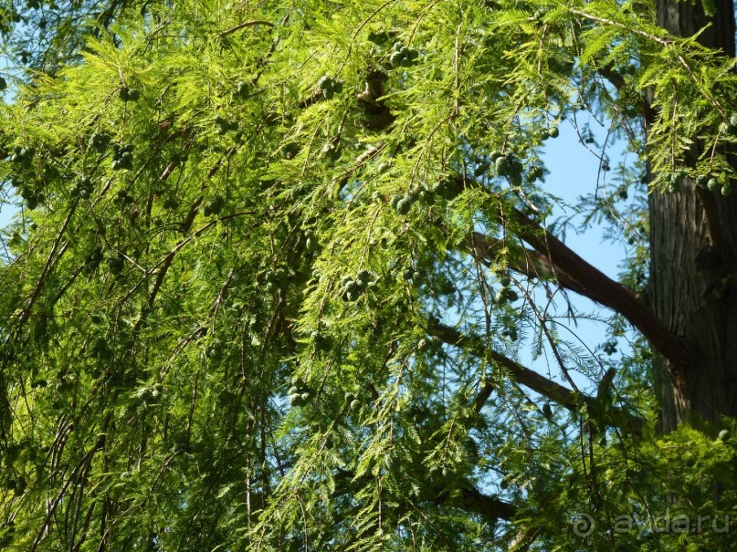 Бриуны! А что это за штучка....