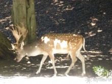 Бриуны! А что это за штучка....