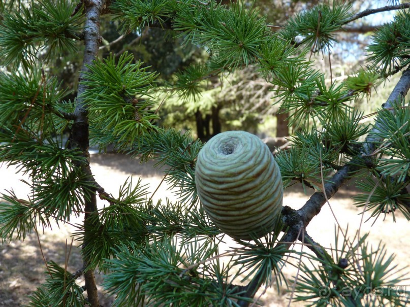 Бриуны! А что это за штучка....