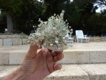 Бриуны! А что это за штучка....