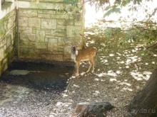 Бриуны! А что это за штучка....