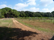 Бриуны! А что это за штучка....