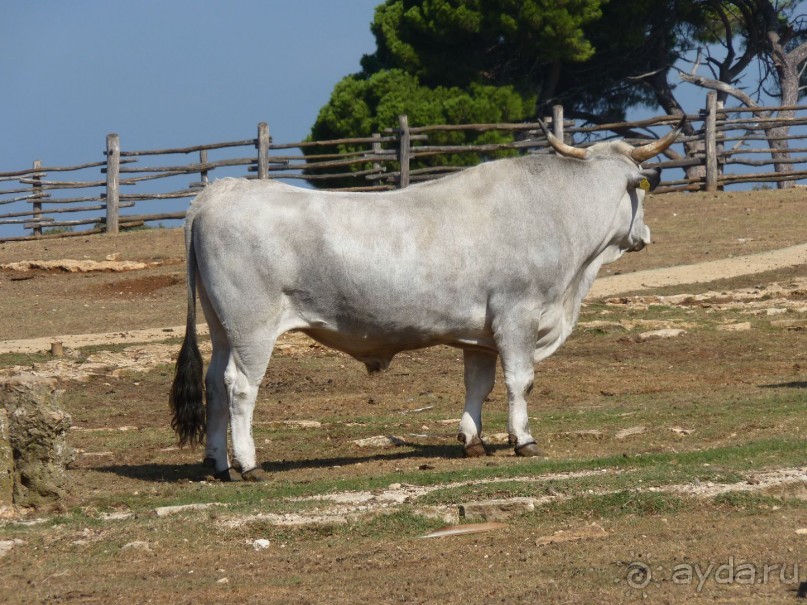 Бриуны! А что это за штучка....