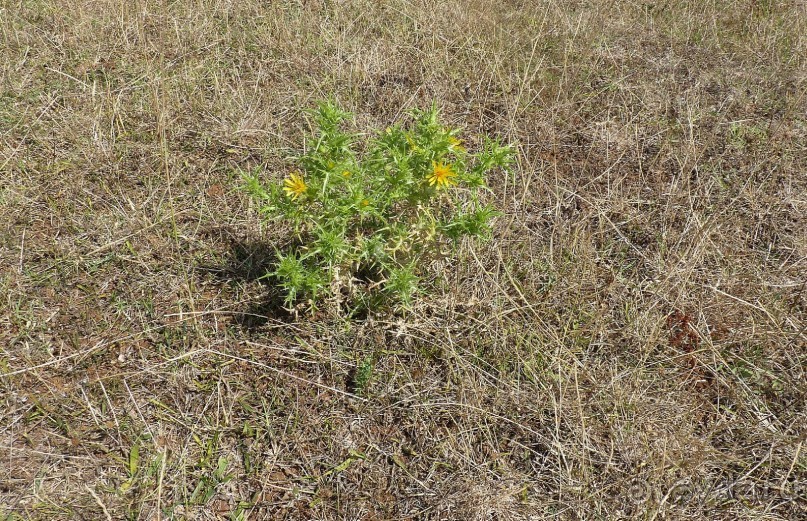 Бриуны! А что это за штучка....