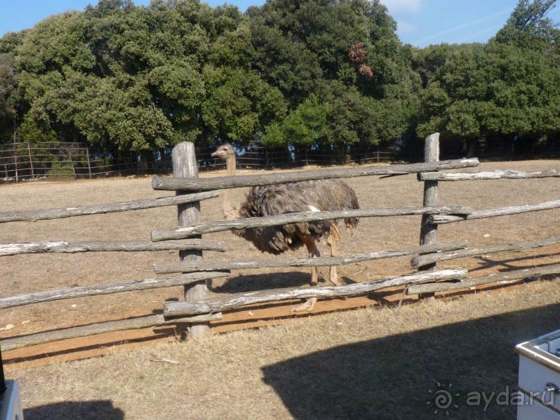Бриуны! А что это за штучка....
