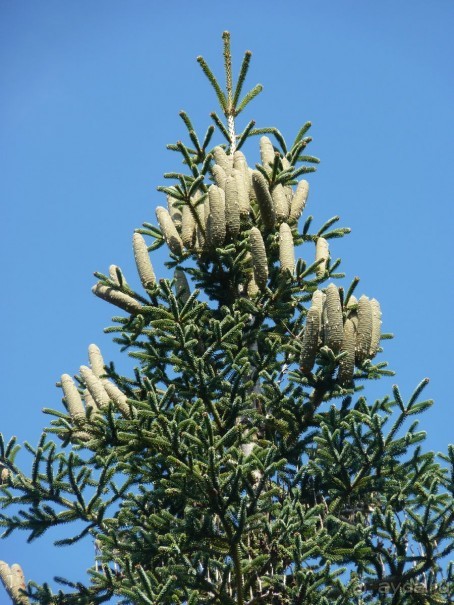 Бриуны! А что это за штучка....