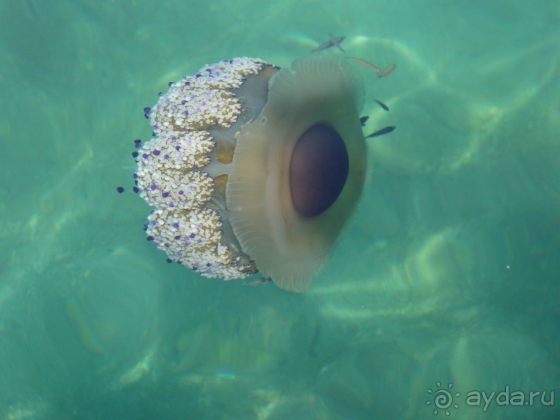 Бриуны! А что это за штучка....