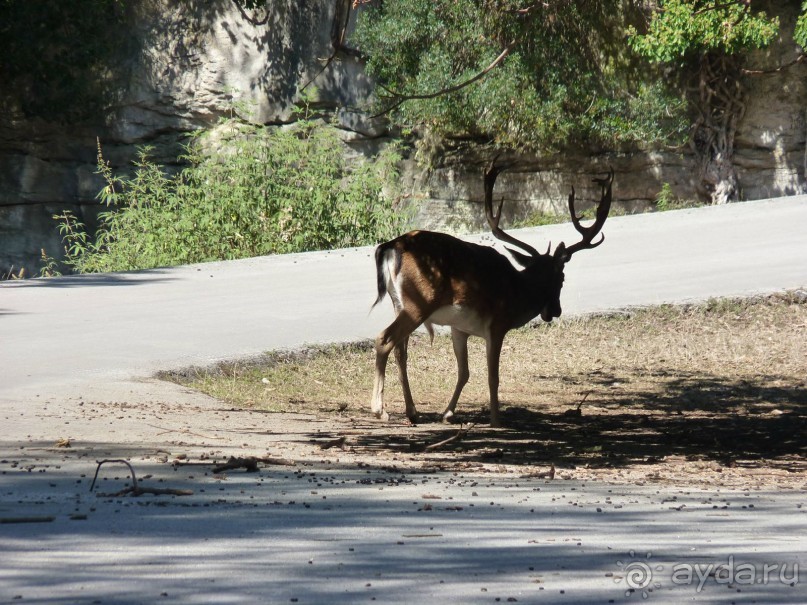Бриуны! А что это за штучка....