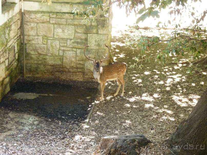 Бриуны! А что это за штучка....