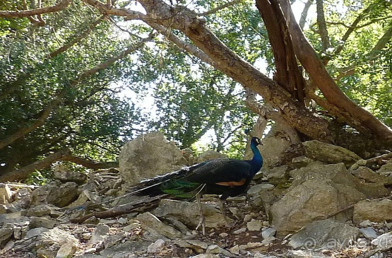 Бриуны! А что это за штучка....