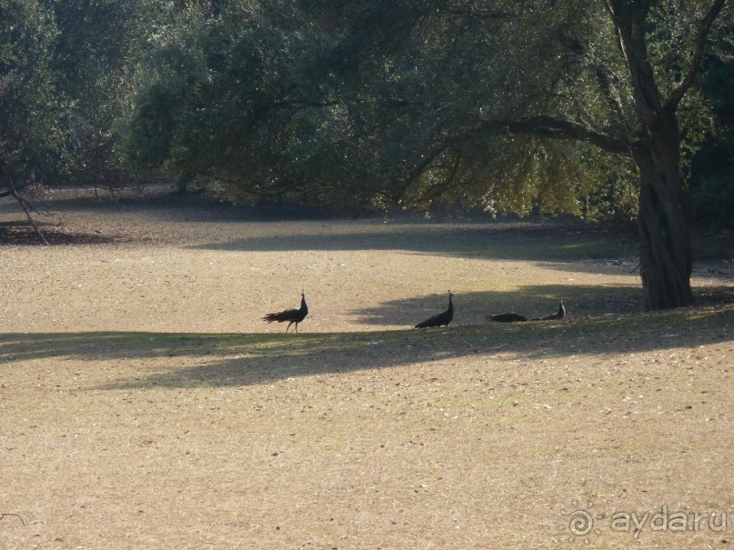 Бриуны! А что это за штучка....