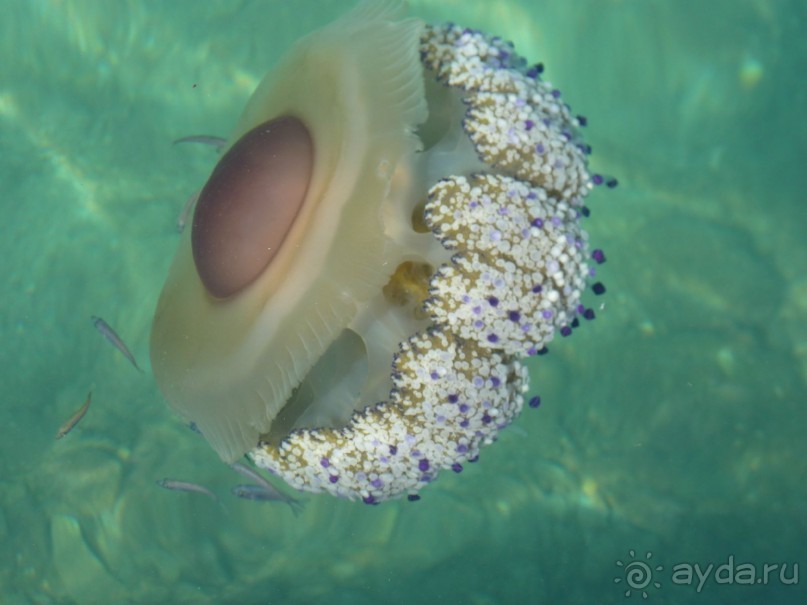 Бриуны! А что это за штучка....