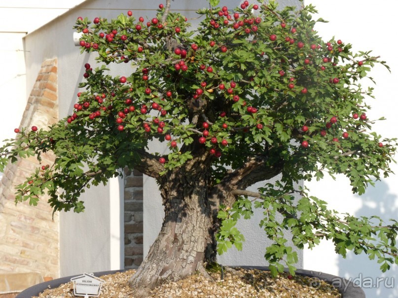 Начало. Восточная Чехия — проездом из Польши в Австрию; всегда есть что посмотреть.