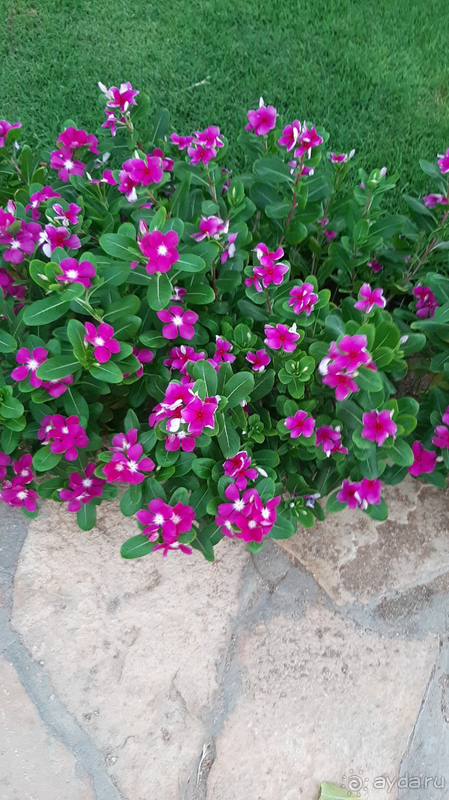 Отличный отель в Шарме