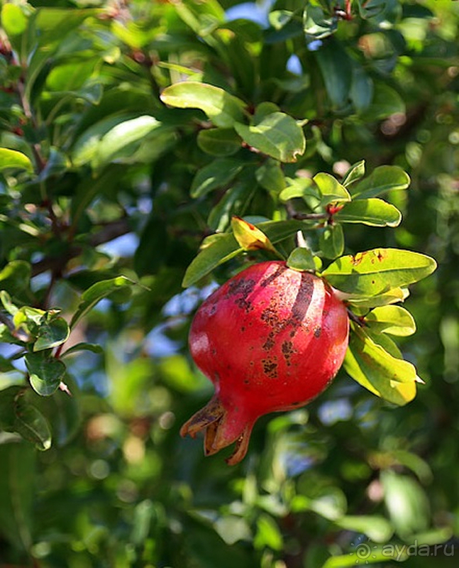 Гостевой дом "у Олеси" Судак ,Крым