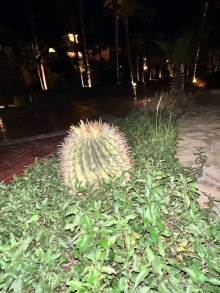 Прекрасный отель в Шарме