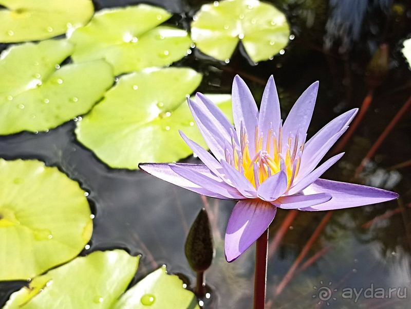 Долгожданный Тай