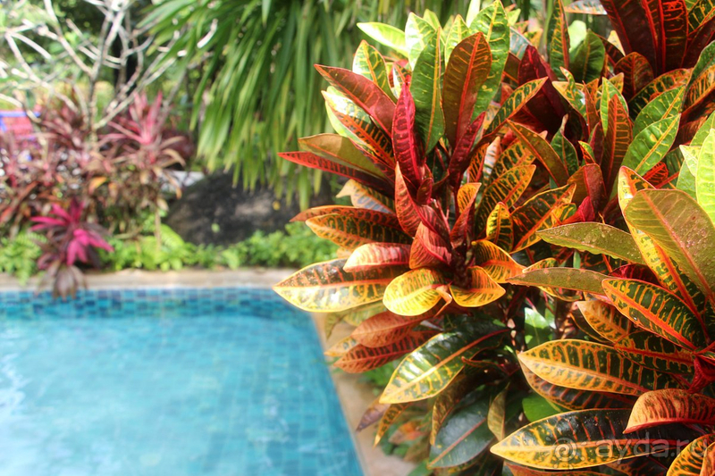 Долгожданный Тай