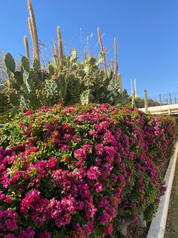 Замечательный египетский отель Grand Oasis Resort в Шарм-эль-Шейхе