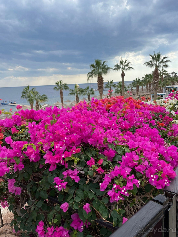 Декабрь в Шарме