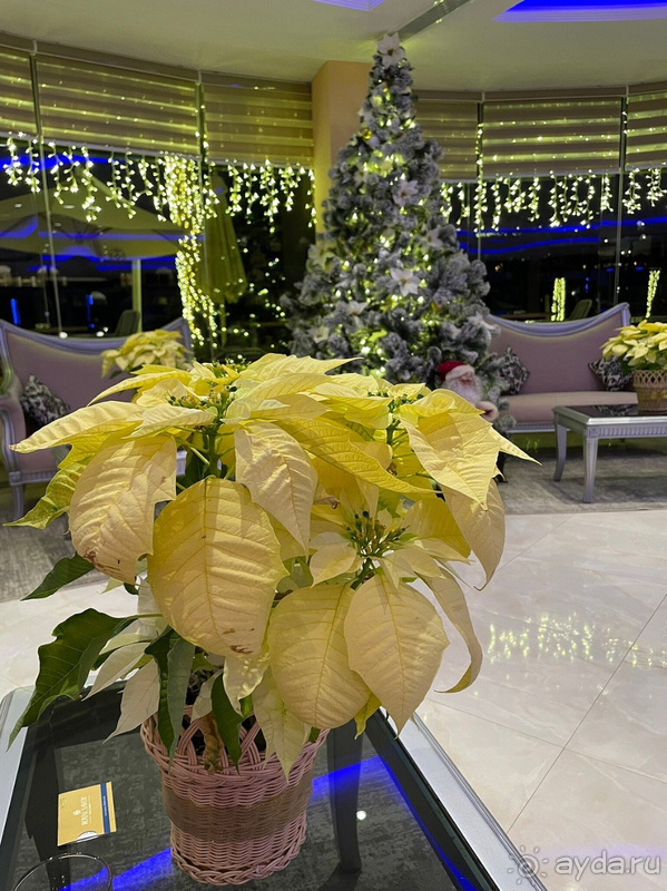 Декабрь в Шарме