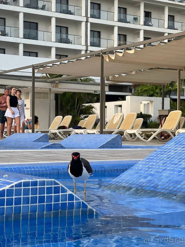 Отель хороший, особенно для Азии. Есть момент по волнам и анимации, но очень стараются, думаю, лучше, чем много где:))