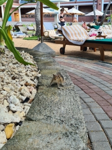 Лучший отель на Шри Ланке, но не сравнивайте с европейскими 5-ками Лучший отель на Шри Ланке, но не сравнивайте с европейскими 5-ками