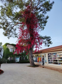 Не пожалел ни разу.