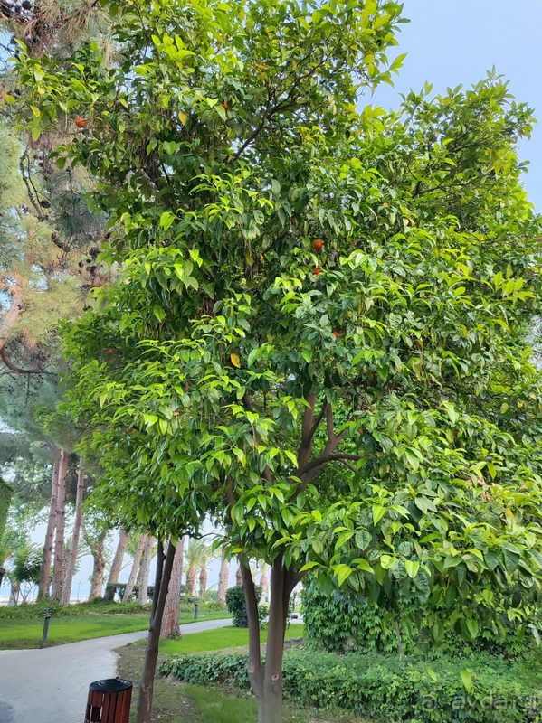 Не пожалел ни разу.